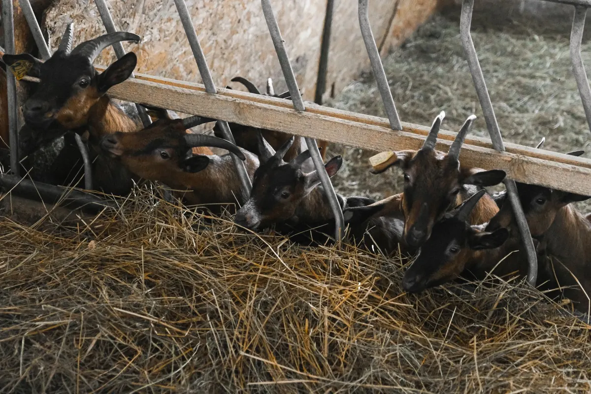 Beginner's Guide to Keeping a Family Milk Goat: Daily Routine and Setup