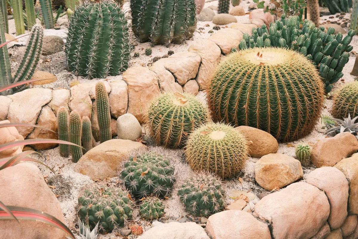 How to Build a Simple Rain Barrel System for Your Garden