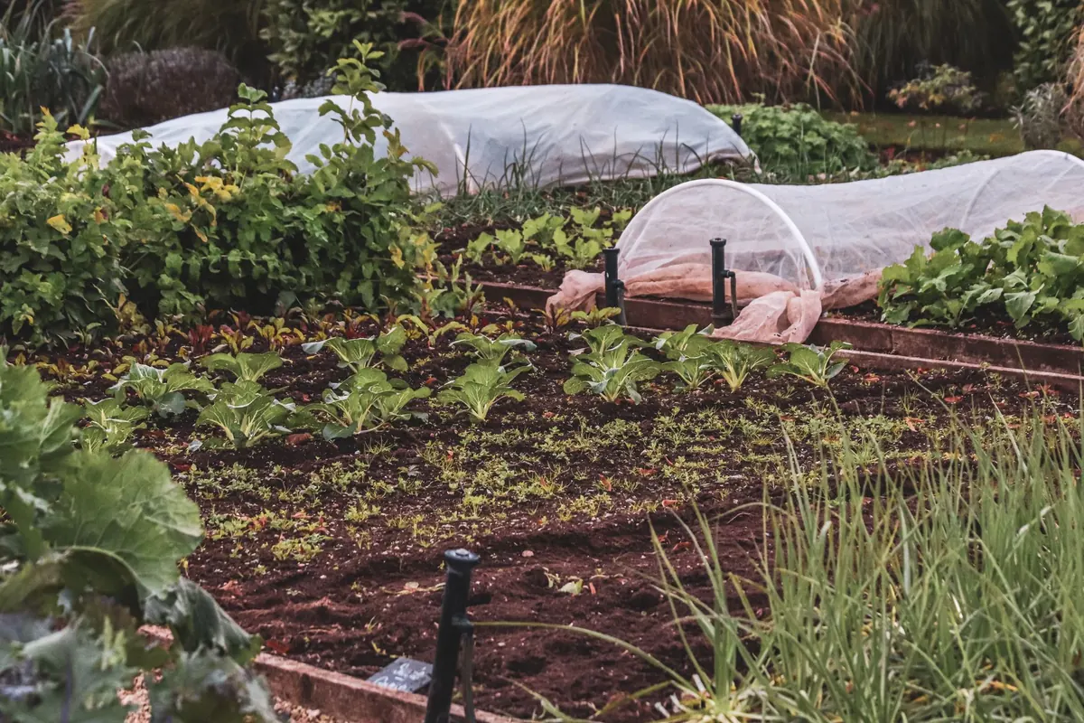Raised Bed vs. In-Ground Vegetable Garden: Which Is Right for Your Rural Plot?