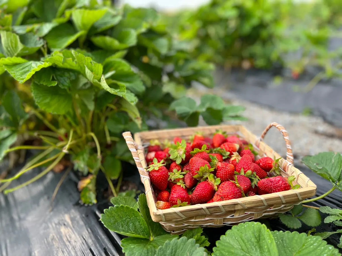 Seasonal Foraging: What to Look for on a Late Summer Country Walk